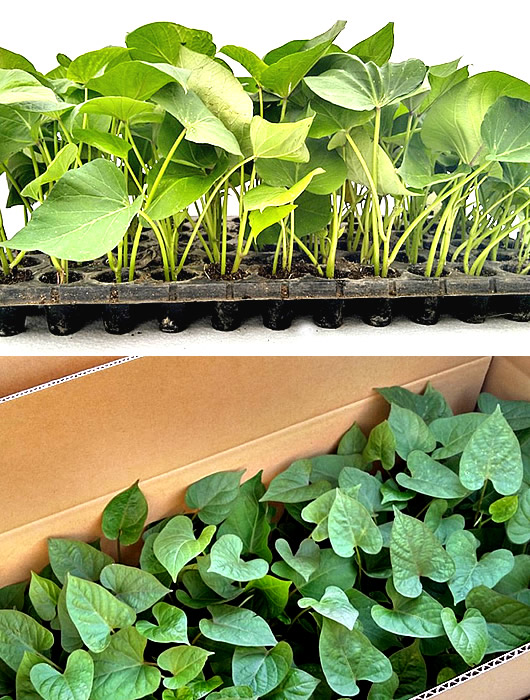 ダイレクト苗を培養する