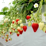 イチゴの自動噴霧装置