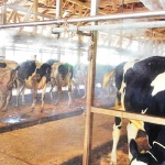 牛舎の細霧冷房