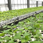 サツマイモ苗の自動噴霧装置