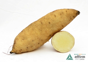 コガネセンガン